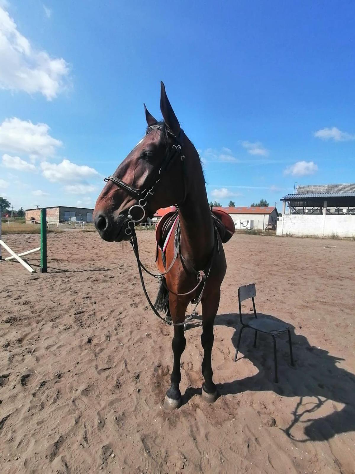 Przy Stajni Senny Homestay *